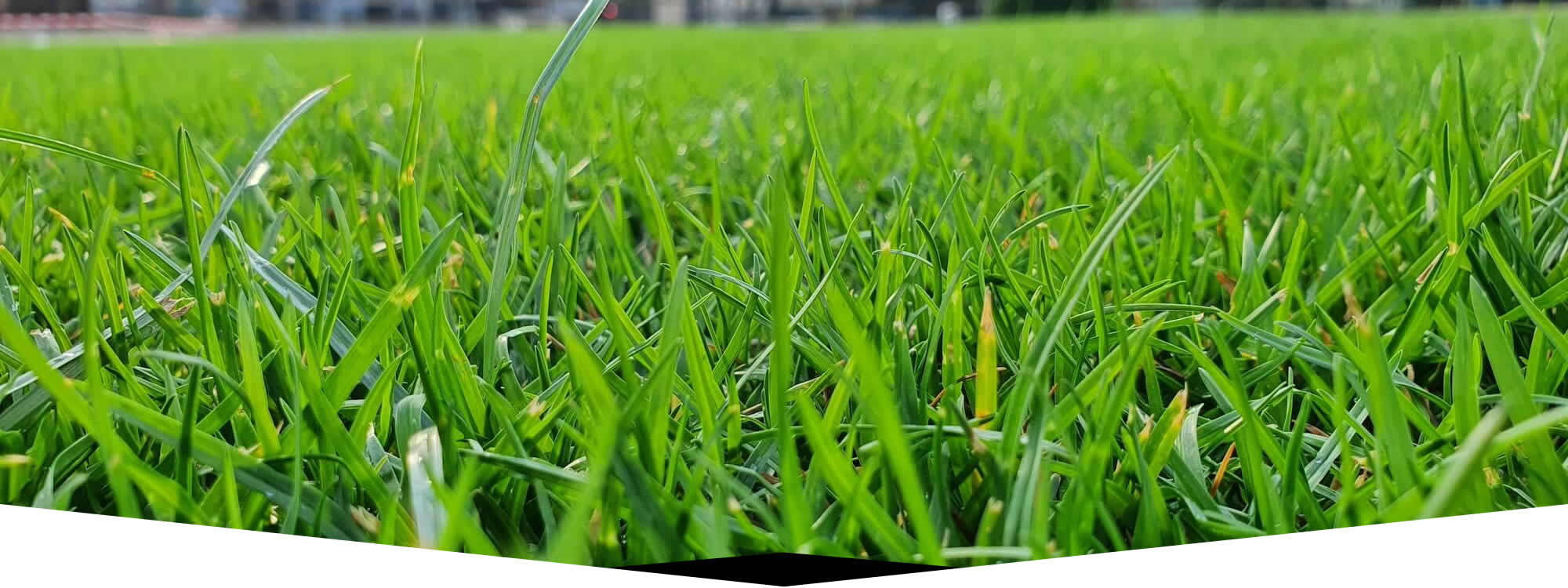 Lawn Care Professionals