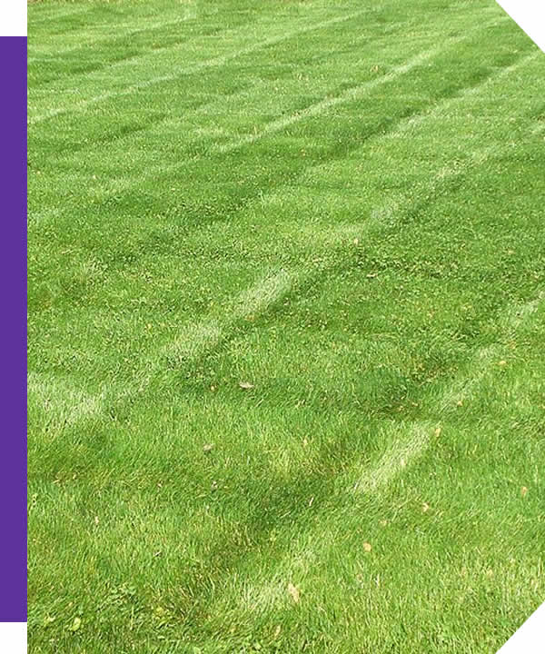 Lawn Care Services