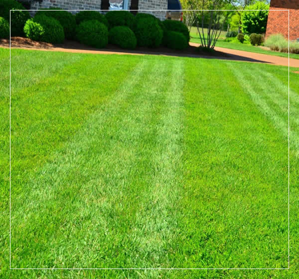 Local Lawn Care Services