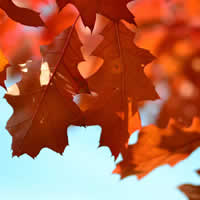 Spring and Fall Cleanup Service near me